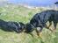 Rottweiler Tiny *18-12* - Tiny med sin far :-)