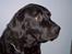 Labrador retriever Nico - Formel 1 
