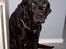 Labrador retriever Nico - Formel 1  - Hvaaaaa farmand skal vi snart ud og gå en lille tur der...... !!!!!!! 