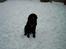 Labrador retriever Nico - Formel 1 
