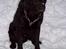Labrador retriever Nico - Formel 1  - Far ved du hvor mit ben er henne..  har ledt efter det .......  Snøft ... 