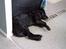 Labrador retriever Nico - Formel 1 