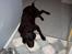 Labrador retriever Nico - Formel 1  - Venter stadig på at få noget at spise ........ 