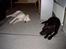 Labrador retriever Nico - Formel 1 