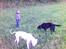 Labrador retriever Nico - Formel 1 