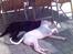 Labrador retriever Nico - Formel 1 