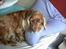 Cocker spaniel Mikkel - R.I.P