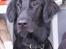 Flat coated retriever Trille