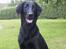 Flat coated retriever Trille