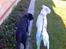Labrador retriever Nico - Formel 1 