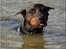 Dobermann Genning's Chavez R.I.P. - Naa naaa naaa naa naa........... 