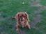 Cavalier king charles spaniel Nemo (død, 2011)