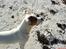 Blanding af racer (Bull/Rott) Morgan R.I.P - se hvor stolt han er... 