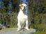 Blanding af racer (Bull/Rott) Morgan R.I.P - Morgan På bordet i vores gamle have