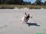 Blanding af racer (Bull/Rott) Morgan R.I.P - en tur på stranden d.  28-08-07