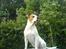 Blanding af racer (Bull/Rott) Morgan R.I.P - uhh Morgan din lækre dreng