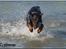 Dobermann Genning's Chavez R.I.P. - Angriiiiiib...............!