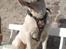 Blanding af racer (Bull/Rott) Morgan R.I.P - Stolt dreng  i sit nye lufte gear