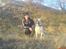 Blanding af racer (Bull/Rott) Morgan R.I.P - Mig Og Onkel Nicki
