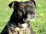 Staffordshire bull terrier R.I.P.: (Engelsk) DKCH, SUCH Taz - *Nyt*