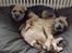 Border terrier DKAGCH, SP3  "Milou" - Ligger lige og flader ud hos Rikke (Foden..)