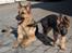 Schæferhund Smed´s Clarissa/ Luna - Marts 2007