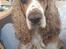Cocker spaniel Rico - Hvad laver du...?