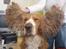 Cocker spaniel Rico - Så store øre har du bare ikk....!*S*