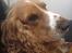 Cocker spaniel Rico - Mon der snart sker noget spændende....?