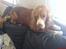 Cocker spaniel Rico - hvornår kommer far hjem??