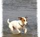 Jack russell terrier jackie