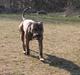 Amerikansk staffordshire terrier Zuprano