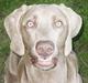 Weimaraner Geniet Geister 
