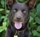 Australsk kelpie Carlo