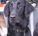 Flat coated retriever Trille