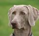 Weimaraner Ronja