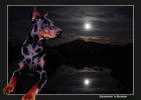 Dobermann Genning's  Baron R.I.P. - Kovo, lavet af Rikke H. Det er bare så godt.... :-) billede 7