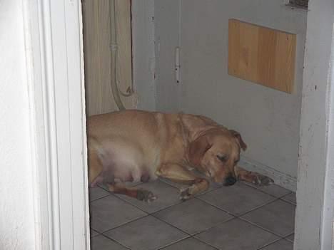 Labrador retriever Putte billede 13