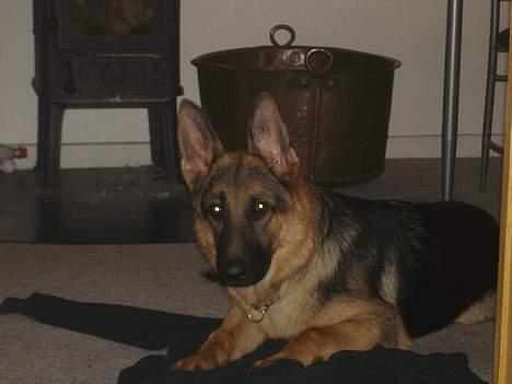 Schæferhund almebo`s gangster (kuno) billede 14