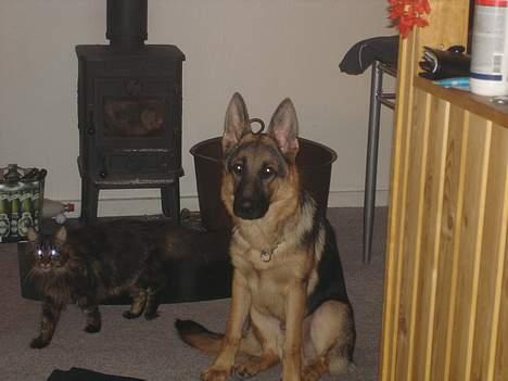 Schæferhund almebo`s gangster (kuno) billede 15