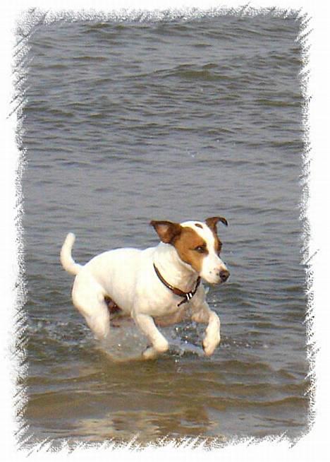 Jack russell terrier jackie - Her er jeg så... billede 1