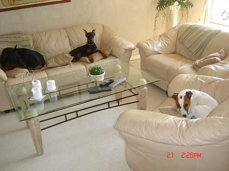 Jack russell terrier jackie - på besøg os to af mine dober venner... billede 2