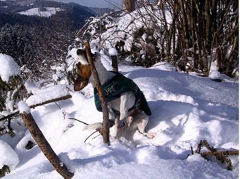 Jack russell terrier jackie - jeg vil have den med hjem.... billede 3