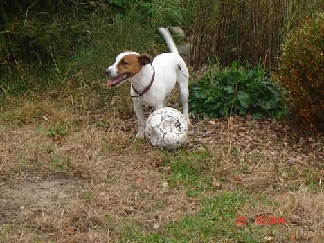 Jack russell terrier jackie - i skal bare ikke tage min bold.... billede 4