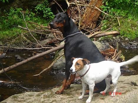 Jack russell terrier jackie - mig og min bedste ven i Freiburg. billede 5