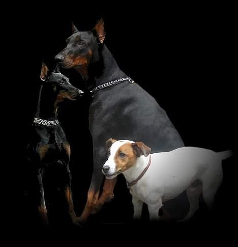 Jack russell terrier jackie - fælles billede af mig og mine venner billede 6