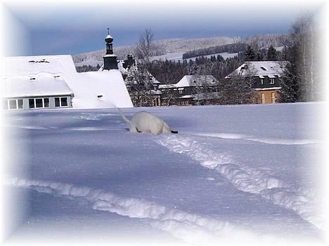 Jack russell terrier jackie - en lille tur hjemme i Tyskland. billede 7