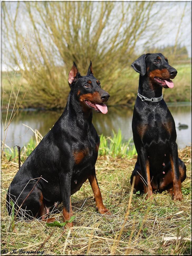 Dobermann Rocky-Dobi Deby R.I.P. - Sheila med sin ene datter, Freja (Genning´s Future) billede 7