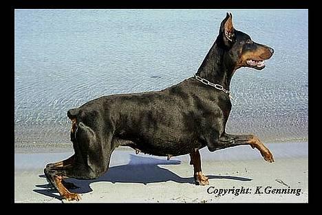 Dobermann Rocky-Dobi Deby R.I.P. - Sheila havde ikke tålmodighed til at blive stående, see you..... mor. billede 8