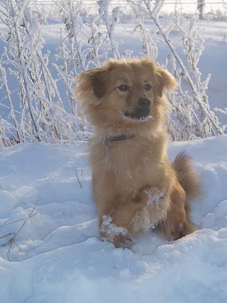 Blanding af racer Mille - The dog queen :-) Forbedret udgave! billede 1